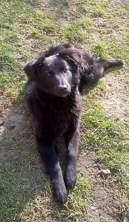 DOSIA - śliczna, roczna sunia która kocha dzieci d