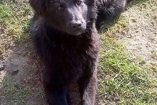 DOSIA - śliczna, roczna sunia która kocha dzieci d