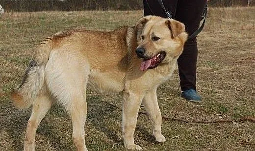 Yogi, żywiołowy mix labradora ADOPCJA, Kundelki c