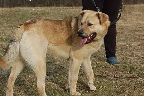 Yogi, żywiołowy mix labradora ADOPCJA,  Kundelki c