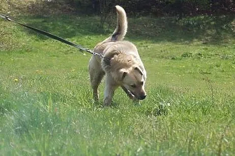 Yogi, żywiołowy mix labradora ADOPCJA,  Kundelki c