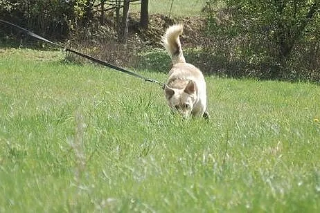 Yogi, żywiołowy mix labradora ADOPCJA,  Kundelki c