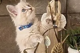 Piękne kocięta Ragdoll szukają domu po ojcu FCI