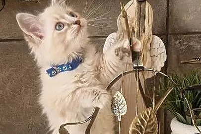 Piękne kocięta Ragdoll szukają domu po ojcu FCI