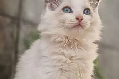 Piękne kocięta Ragdoll szukają domu po ojcu FCI, Śląskie, Katowice