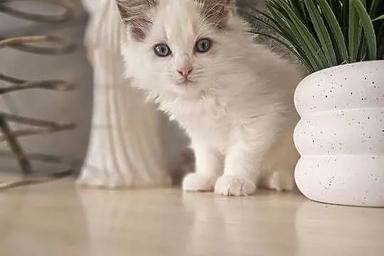 Piękne kocięta Ragdoll szukają domu po ojcu FCI, Śląskie, Katowice