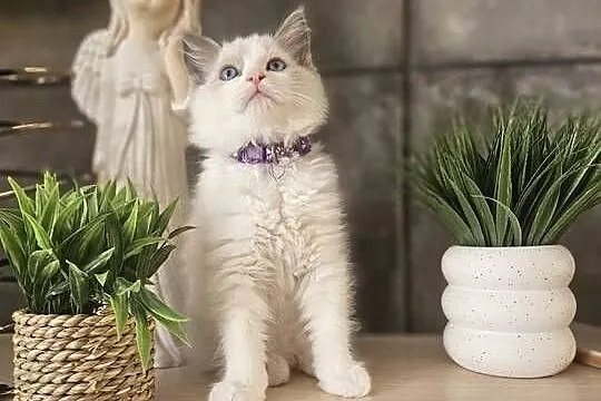 Piękne kocięta Ragdoll szukają domu po ojcu FCI, Śląskie, Katowice