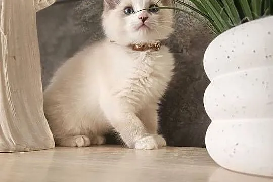 Piękne kocięta Ragdoll szukają domu po ojcu FCI, Śląskie, Katowice