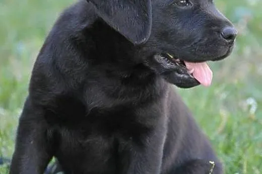 Labrador szczenięta,  Labrador retriever cała Pols