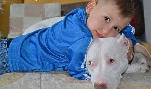 Burza piękna księżniczka do adopcji, Amstaff cała