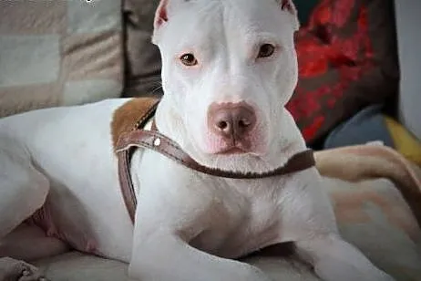 Burza piękna księżniczka do adopcji,  Amstaff cała