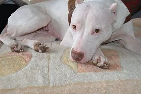 Burza piękna księżniczka do adopcji,  Amstaff cała