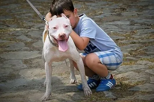 Burza piękna księżniczka do adopcji,  Amstaff cała