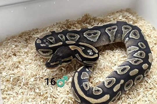 Pyton królewski Mojave samiec