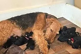 Airedale terrier szczenięta ZKwP (FCI)