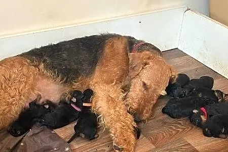 Airedale terrier szczenięta ZKwP (FCI)
