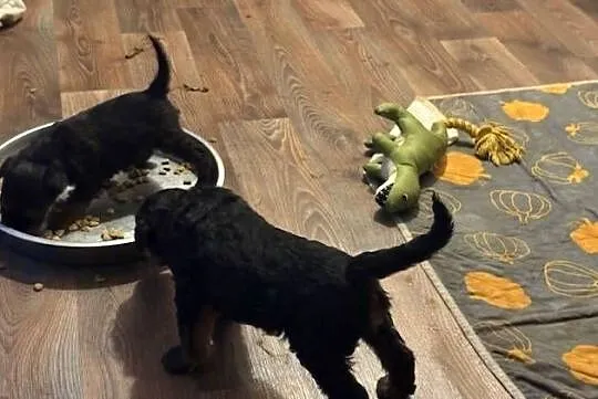 Airedale terrier szczenięta ZKwP (FCI), Mazowieckie, Nadarzyn