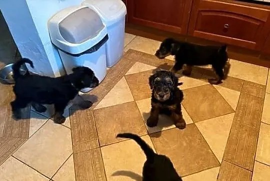 Airedale terrier szczenięta ZKwP (FCI), Mazowieckie, Nadarzyn