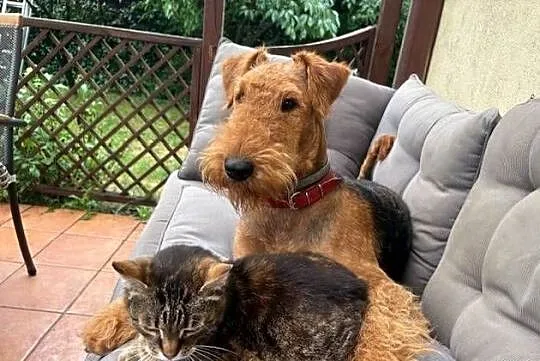 Airedale terrier szczenięta ZKwP (FCI), Mazowieckie, Nadarzyn