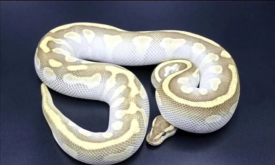 Pyton królewski python regius samiec, Dolnośląskie, Wrocław