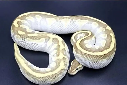 Pyton królewski python regius samiec, Dolnośląskie, Wrocław