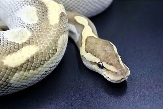 Pyton królewski python regius samiec, Dolnośląskie, Wrocław