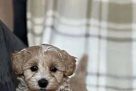 Szczeniaki Maltipoo 8 tyg