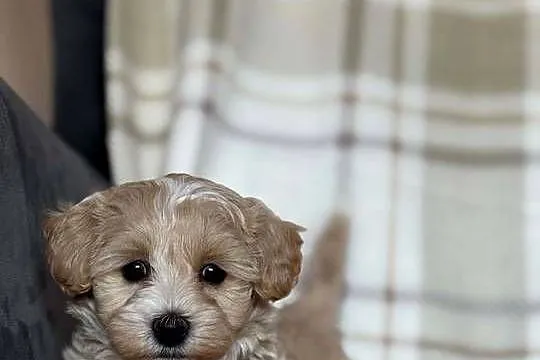 Szczeniaki Maltipoo 8 tyg
