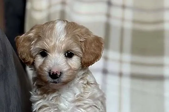 Szczeniaki Maltipoo 8 tyg, Świętokrzyskie, Kielce