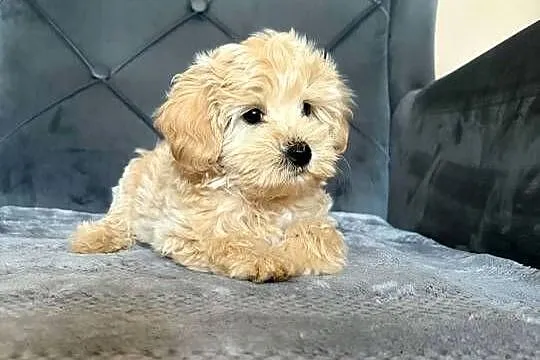 Szczeniaki Maltipoo 8 tyg, Świętokrzyskie, Kielce