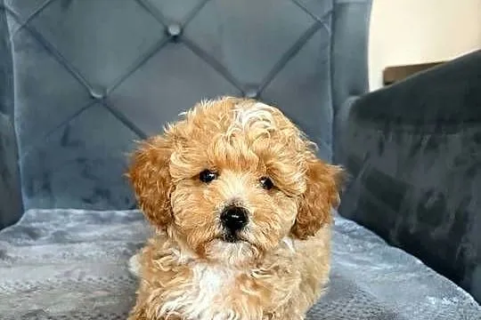 Szczeniaki Maltipoo 8 tyg, Świętokrzyskie, Kielce