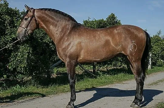 Przyjmę konia dla jednego jeźdźca