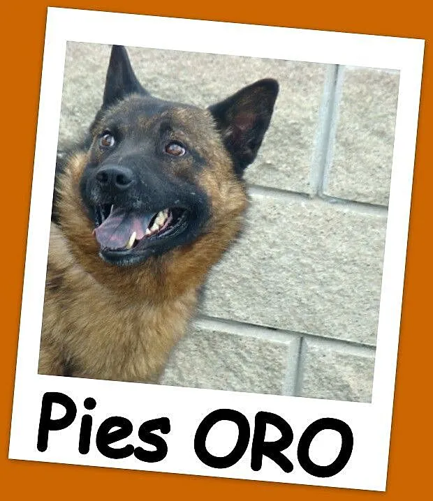 Pies ORO w typie szpica,łagodny,przyjazny,spokojny