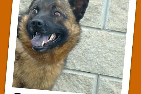 Pies ORO w typie szpica,łagodny,przyjazny,spokojny_Adopcja