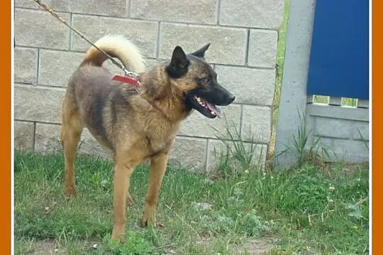 Pies ORO w typie szpica,łagodny,przyjazny,spokojny
