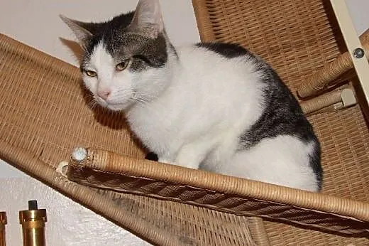 Timbales, który wygina śmiało ciało :),  mazowieck