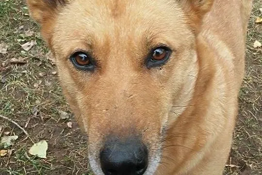 Daj mi szansę-pokochaj a ja pójdę za Tobą w ogień, Lara_