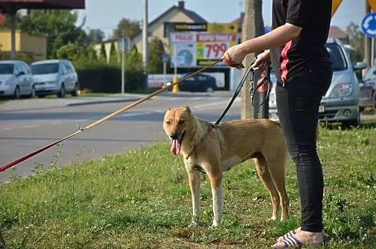 Daj mi szansę-pokochaj a ja pójdę za Tobą w ogień,