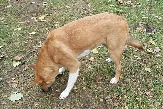 Daj mi szansę-pokochaj a ja pójdę za Tobą w ogień,