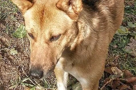 Daj mi szansę-pokochaj a ja pójdę za Tobą w ogień,