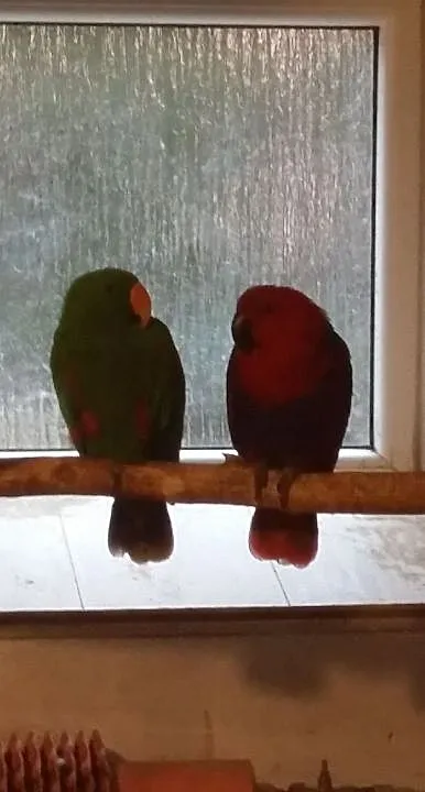 Lory Wielkie, , Sępólno Krajeńskie