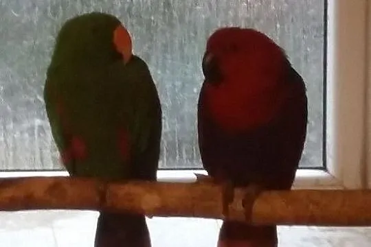 Lory Wielkie, , Sępólno Krajeńskie