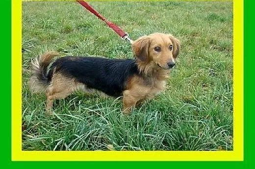 10kg,jamnikowaty,kochający,przytulaśny,grzeczny,ni