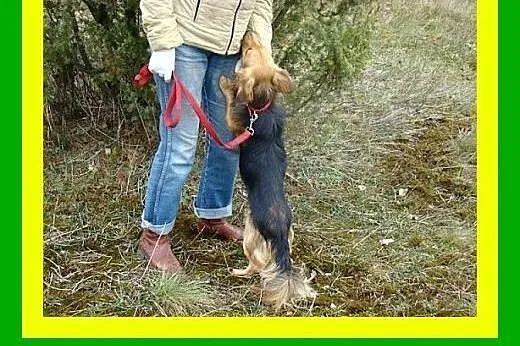 10kg,jamnikowaty,kochający,przytulaśny,grzeczny,ni