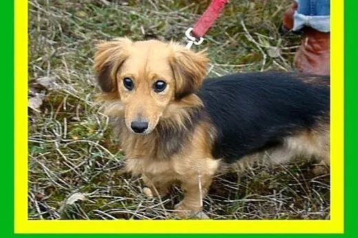 10kg,jamnikowaty,kochający,przytulaśny,grzeczny,ni