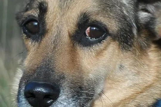Blokowy łagodny Polduś czeka na dom ADOPCJA ŁTOnZ