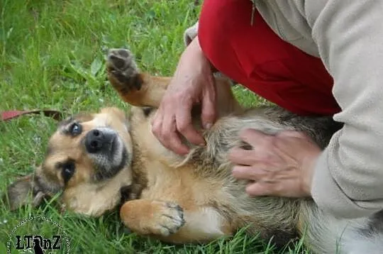 Blokowy łagodny Polduś czeka na dom ADOPCJA ŁTOnZ