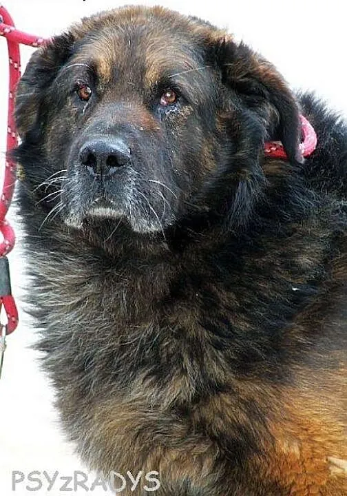 MAGNAT majestatyczny duży loenberger do adopcji w