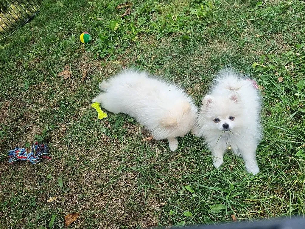Pomeranian szpic miniaturowy, Małopolskie, Tarnów
