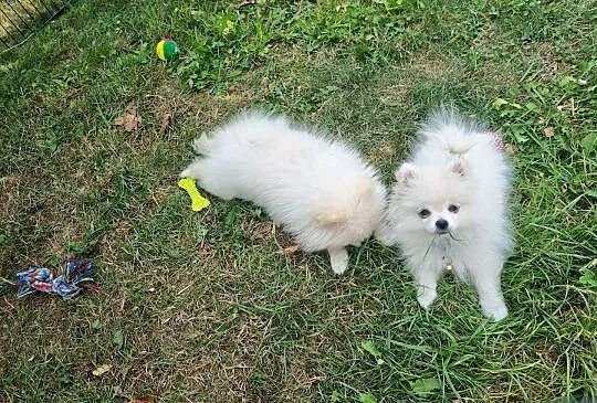 Pomeranian szpic miniaturowy, Małopolskie, Tarnów